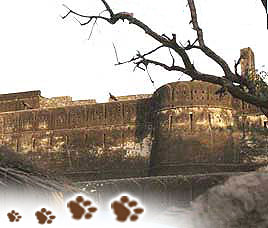 Ranthambore Fort Rajasthan