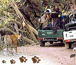 Transport in Ranthambore National Park