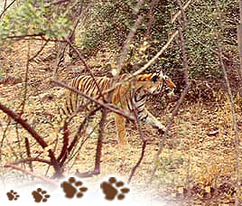 Wildlife in Ranthambore