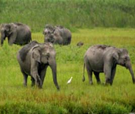 Chandaka Elephant Reserve
