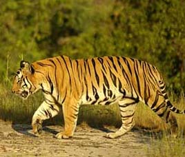 Reserve Forests in India