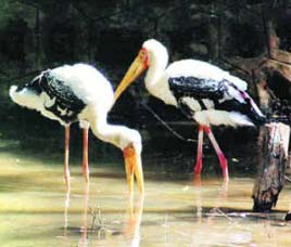 Indira Gandhi Zoological Park, Andhra Pradesh