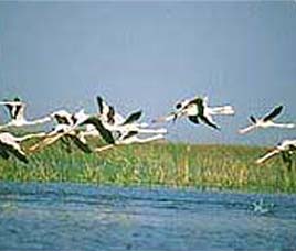 Karlapat Bhawanipatna, Orissa