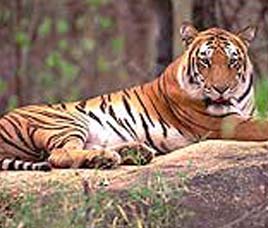 Nandan Kanan Reserve Forest, Orissa 