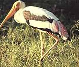 Birds in Sanjay Gandhi National Park 