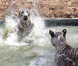  Sanjay Gandhi National Park Happenings 