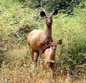  Wildlife in Sanjay Gandhi National Park  