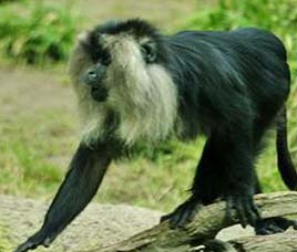 Conservation  in Silent Valley National Park