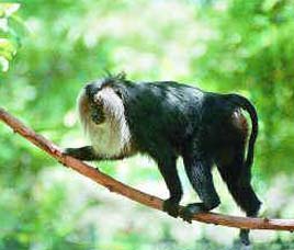 Happenings in Silent Valley National Park