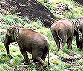 Silent Valley National Park