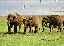 Bangalore Nagarhole Tour
