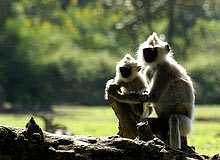 Ecological Tour