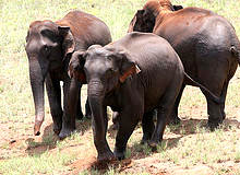 Goa Kerala Tour