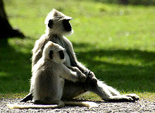 Karnataka Wildlife Tour