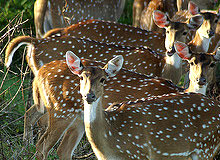 Karnataka Wildlife Tour
