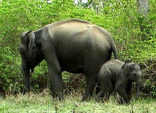 Karnataka Wildlife Tour