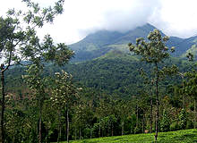 Kerala Spice Tour