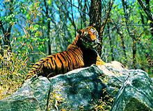 Madurai Bangalore Tour