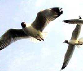 Birds in Sunderbans