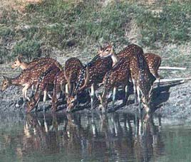 Conservation History of Sunderbans National Park