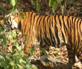 Fauna in Sunderbans