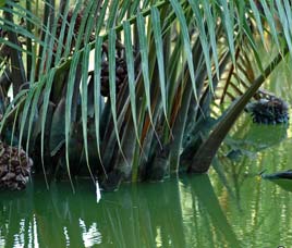 Flora in Sunderbans