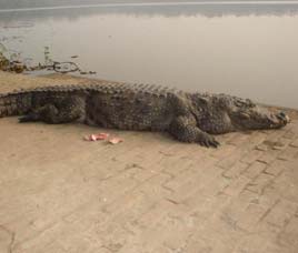 Wildlife in Sunderban