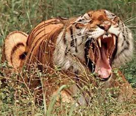 Royal Bengal Tigers