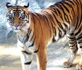 Happenings in Sunderbans