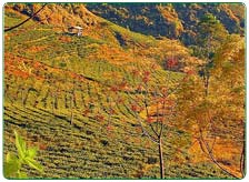 Glenburn Tea Estate Accommodation