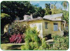 Makaibari Tea Estate