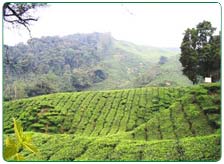 North East India Tea Estate Tour