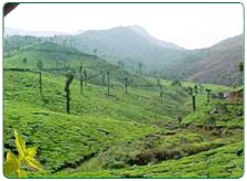North East India Tea Estate Tour