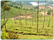 Ooty Tea Estate Tour