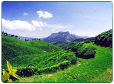 Ooty Tea Estate Tour