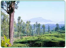 South India Tea Estate Tour