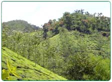 South India Tea Estate Tour