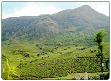 Tea Estates in Assam