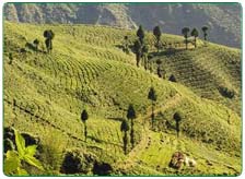 Tea Estates in Darjeeling