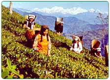 Tea Estates in Darjeeling