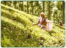 Tea Estates in Nilgiri
