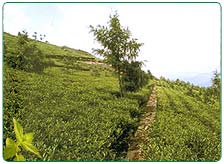 Tea Estates in Nilgiri