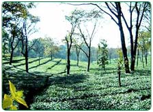 Tea Producing Regions In India
