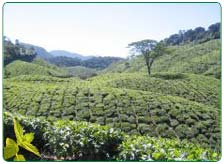 Tea Producing Regions In India