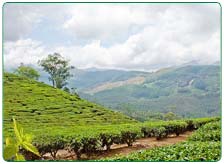 Tea Tourism Packages