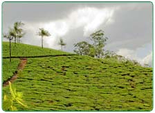 Tea Tourism Packages