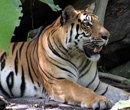 Bandhavgarh Tiger Reserve, Madhya Pradesh