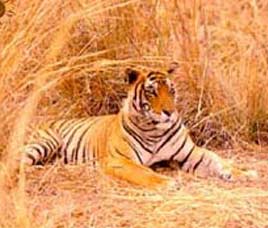 Bhadra Tiger Reserve, Karnataka