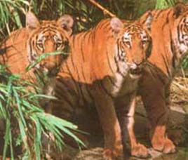 Buxa Tiger Reserve, West Bengal
