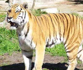 Corbett Tiger Reserve, Uttaranchal